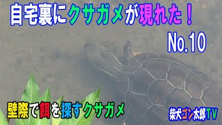 自宅裏にクサガメが現れた！No.10　～用水路の壁際で餌を探すクサガメ～