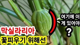 막실라리아 꽃피우기 옆에 중요한 이게 있어야 꽃이?!