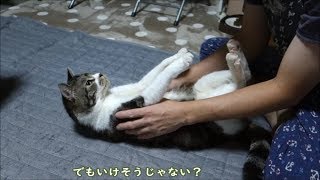 パパに遊ばれまくる猫☆パパとリキちゃんはとっても仲良し♥【リキちゃんねる　猫動画】Cat video　キジトラ猫との暮らし