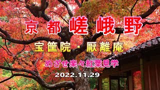 京都紅葉　宝筐院・厭離庵　めざせ楽々紅葉見学　2022.11.29