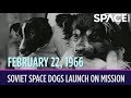 OTD in Space – February 22: Soviet Space Dogs Launch on Record-Setting Mission