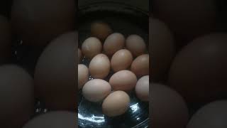 കുറച്ച് നാടൻ മുട്ട കാണാം#minjisvlog #shortsvideo  # egg