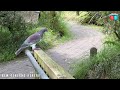 4k hamilton zoo walk tour rotokauri baverstock new zealand 🇳🇿