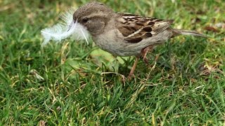 澳洲的家麻雀（Passer domesticus）[2015-12-26]