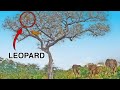 Elephants Save Leopard From Lions in Tree