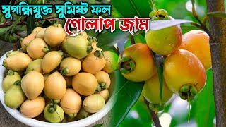 গোলাপ জাম (Gulab jamun) গোলাপের মতো সুগন্ধি ফল