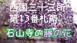 石山寺　西国三十三所第13番札所　「あお若葉(もみじ)と藤の花」