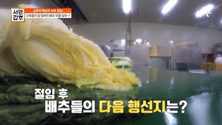 김치의 생명은 절임?! 너희들이 잘 절여진 배추 맛을 알아~? | 서민갑부 357 회