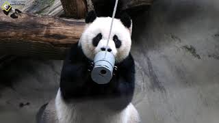 20191006 圓仔舉罐歡飲葡萄果果 The Giant Panda Yuan Zai