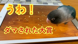 ダマされたインコ～どれが本物だ⁉～【ボタンインコのぶーちゃん】