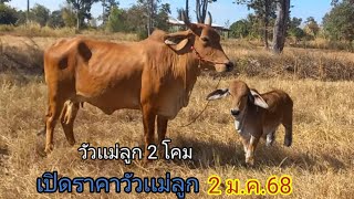 เปิดราคาวัวเเม่ลูก 2 โคม (2ม.ค.67)บ่าวอุ๊ด บ.นาหว้า อ.ปทุมราช จ.อำนาจเจริญ