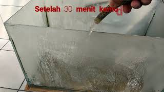 Cara Membersihkan Kerak Aquarium Yang Membandel Itu Mudah Music