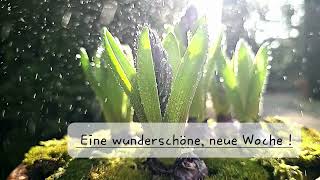 Eine wunderschöne, neue Woche  !