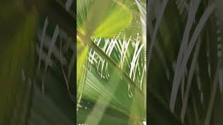 Ye kon sa plant hai 🤔❓#trending #morning status #nature #youtubeshorts #shoortsviral  video