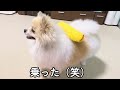 【助けて…】愛犬のポメラニアンが全く撫でさせてくれません！泣