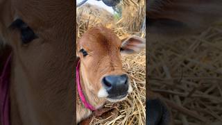 গরুর বাচ্চার কিউটনেস ওভারলোড! 🐄❤️| Cow Life TV #SHORT #animals #cow #babycow #baby #cowfood #cute