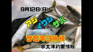 サビキ主要３魚種コンプリート！！　fishingmax泉大津店