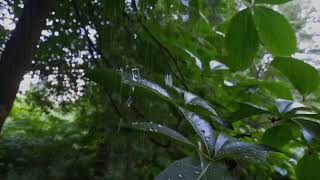 10小時最佳聽雨睡眠，最適合睡覺的雨聲，助眠雨聲純大自然下雨聲音（一小时后黑屏雨声）