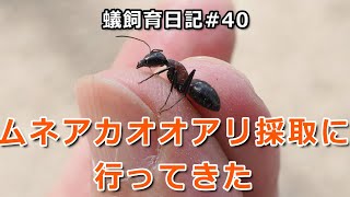 蟻飼育日記#40　ムネアカオオアリ採取に行ってきた