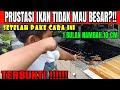 Tutorial Memberi Makan Ikan Koi Yang Baik dan Hal Yang Harus Dihindari Agar Koi Cepat Tumbuh Besar