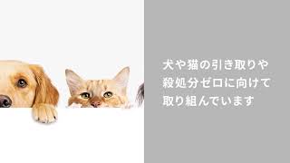 動物愛護センターとは？活動内容や犬猫の譲渡方法などを紹介