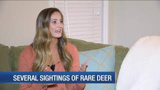 Several sightings of rare albino deer