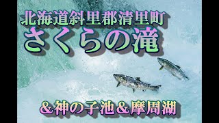 北海道清里町さくらの滝　サクラマスの遡上が見ることが出来ました　#さくらの滝　#摩周湖　#神の子池　#サクラマス　#清里町　#ひげジジイの日本旅