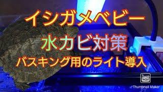 【イシガメ】水カビ対策にバスキング用のLEDライトを導入