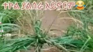 የገጠር ልጅ ሁኖ መቸም ይች ተኮል ያልሰራ አይኖርም😂