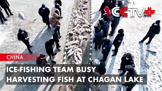 Ice-Fishing Team Busy Harvesting Fish at Chagan Lake