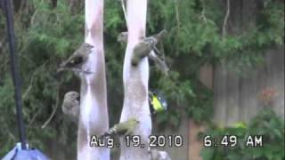 Lesser Goldfinches