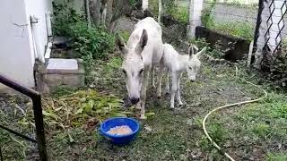 Animal Rahat Rescues Donkey and Her Newborn Foal From Flood in Sangli