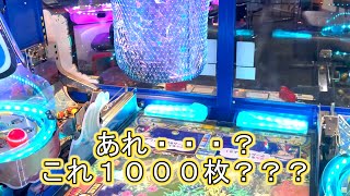 こねこのメダルゲーム日記No.852 ガッ釣りGO!　お花が3つ咲いてるにゃ！後編　何かに騙されたこねこ・・・。