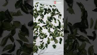 ஒரு மாதம் ஆனாலும் வாடாது #curryleaves