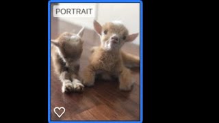 Premature Baby Goats