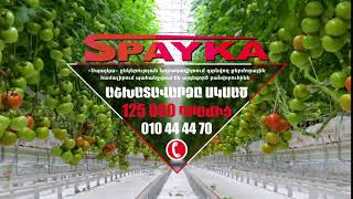 ՍՊԱՅԿԱ|SPAYKA|СПАЙКА