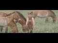 Wild Horse Conservation in Mongolia