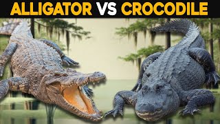 Apa Perbedaan Antara Buaya dan Aligator?