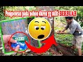 Cara penggunaan pupuk paten pada pohon durian Paten Pupuk