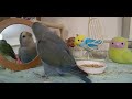 【インコに封書を開けてもらう飼い主】ワクチン接種のお知らせが届いた。開けてくれるコザクラインコ♪lovebirds that open the letter