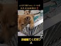 🚨緊急で里親募集中🚨 下関市 里親募集中 センター収容犬