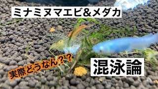 ミナミヌマエビ飼育　メダカと混泳できるのか？について論じる　shrimp