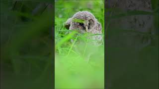 フクロウ　Ural Owl   Epi 28