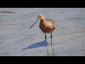 夏羽に近い、旅鳥のオオソリハシシギ