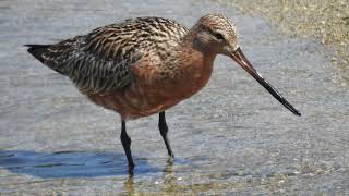 夏羽に近い、旅鳥のオオソリハシシギ