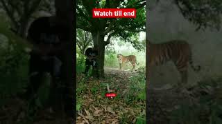 Man trying to prank on tiger, #shorts #prankgoeswron🔥2022##manoj dey#sandeep Maheshwari#s