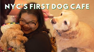 A Look Inside NYC's FIRST Dog Cafe | Tastemade Travel