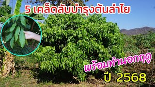 5 เคล็ดลับบำรุงต้นลำไย พร้อมทำนอกฤดู ปี 2568