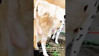 Qwality Holstein Friesian Cow(Hf Cow) in india  for sale #durecorder #farmlife #kisanandolan# 25ltr