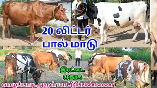 20 லிட்டர் பால் கறவை திறன் கொண்ட 30 கலப்பின மாடுகள் விற்பனைக்கு | 20 Liter Jersey\u0026HF Cow for sales